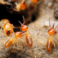 春雨綿綿，馬上又要進(jìn)入到白蟻紛飛高發(fā)時(shí)期